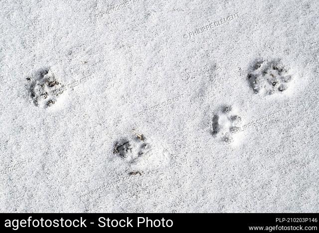 Close-up of footprints showing paw pads from mustelid in the snow in winter