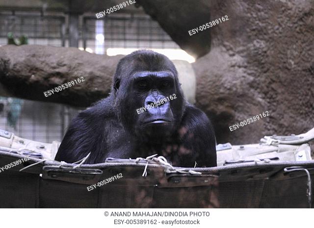 Western lowland gorilla in Smithsonian National Zoo ; Washington D.C. ; USA United States Of America