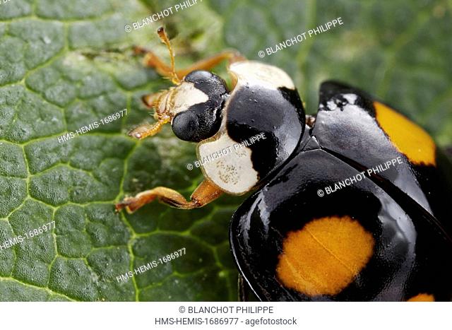 France, Coleoptera, Coccinellidae, Harlequin ladybird, Multicolored Asian lady beetle or Halloween lady beetle (Harmonia axyridis), 5 mm