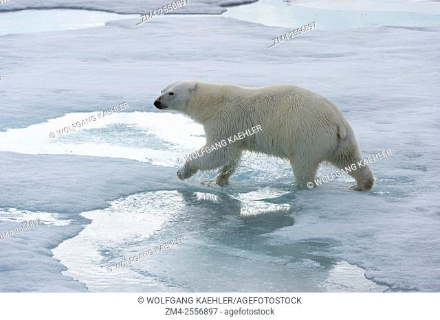 A polar bear (Ursus maritimus) is walking over the pack ice north of Svalbard, Norway