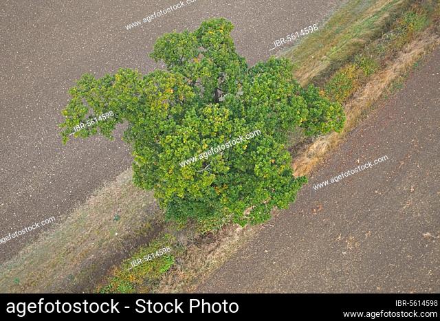 Gooseneck barnacle (pedunculata), Pedunculate Oak (Quercus robur), english oak, Oak, Oaks, Beech family, Common Oak aerial view of mature tree