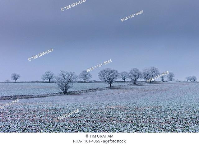 Hoar frost on trees and fields in frosty wintry landscape in The Cotswolds, Oxfordshire, UK