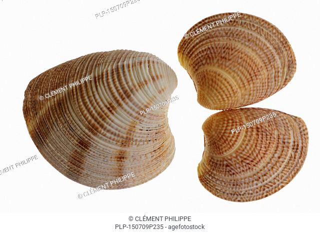 Striped Venus shells (Chamelea striatula) on white background