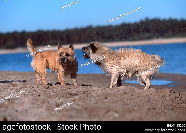 Cairn Terrier, wheat and red, on beach, shaking their coat, Cairn Terrier, red and wheaten, on beach, shaking their coat, outside, outdoor