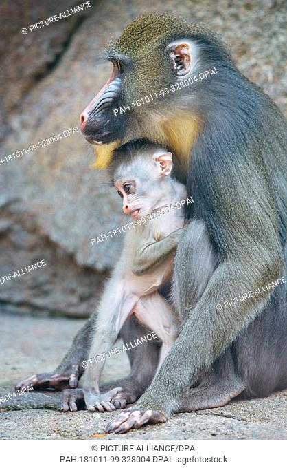 11 October 2018, Saxony, Dresden: The Mandrill monkey girl Aluna plays with her mother Ikela at Dresden Zoo. Aluna was born on September 6th and is the seventh...
