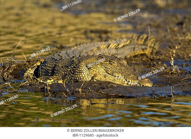 Nile Crocodile (Crocodylus niloticus) on the banks of Chobe River, Chobe National Park, Botswana, Africa