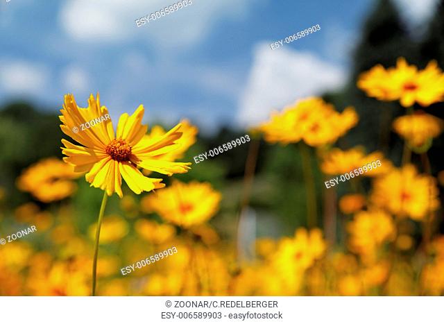 Yellow Coreopsis pubescens
