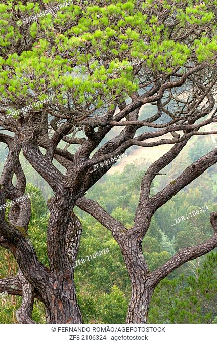 Detail of the branches of an old Pine tree, at Bussaco, Portugal