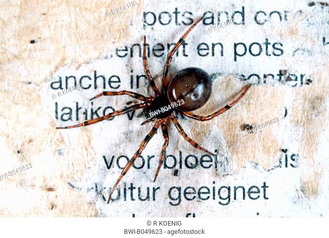 rabbit hutch spider, two-spot spider Steatoda bipunctata, walking at a room wall, Germany