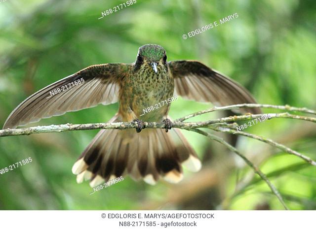 Speckled hummingbird perched, Topotepuy gardens, Oripopo, Venezuela