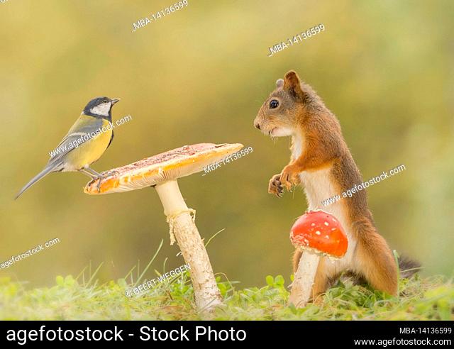 great tit standing on a mushroom with a red squirrel watching