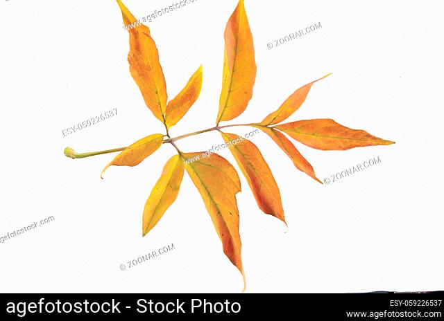 Autumn branch of ash-leaved marple (Acer negundo) with colorful leaves close up, isolated on white background. Wood weed