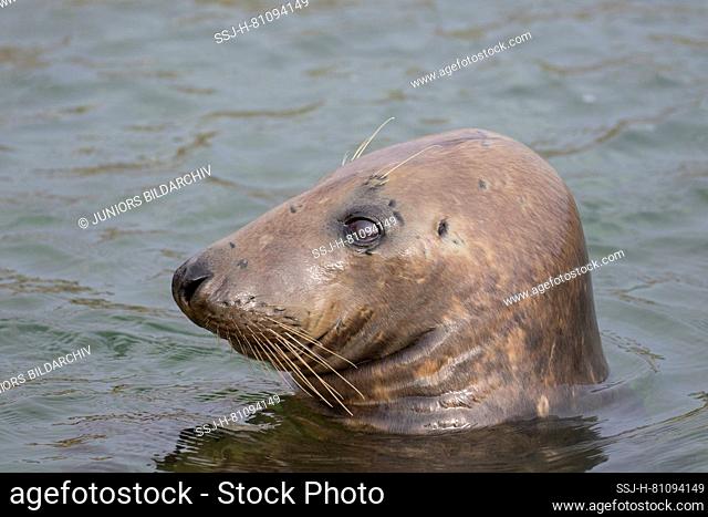 Grey Seal (Halichoerus grypus). Portrait of adult male in water