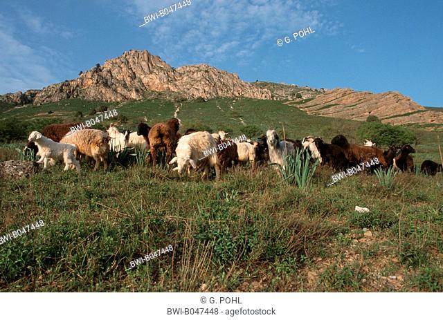 herd of sheeps at the Tschimgan, Uzbekistan, Tashkent, Tien Shan