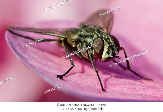A fly rests on the pink leaf of an alpine rose in Sehnde, Germany, 21 August 2015. Photo: Julian Stratenschulte/dpa | usage worldwide