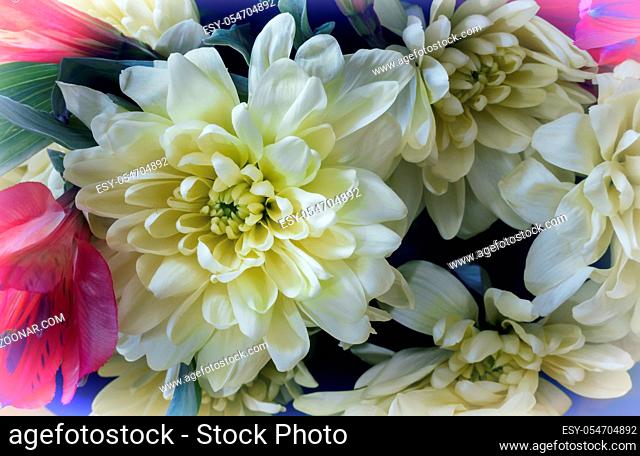 Beautiful chrysanthemum in a bouquet among other flowers. Presented close-up