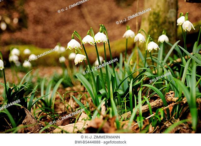 spring snowflake (Leucojum vernum), blooming in a forest, Germany, Rhineland-Palatinate