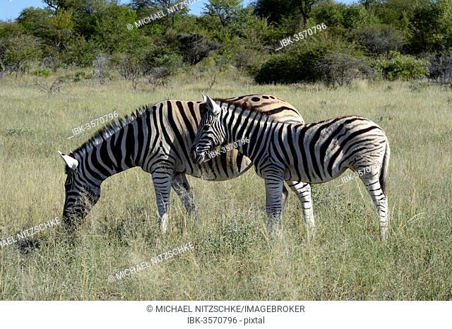 Plains Zebra or Burchell's Zebra (Equus quagga) with a foal, Etosha National Park, Namibia