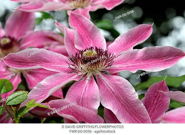 Clematis, Single open flower showing the pink petals and central hub of stamens