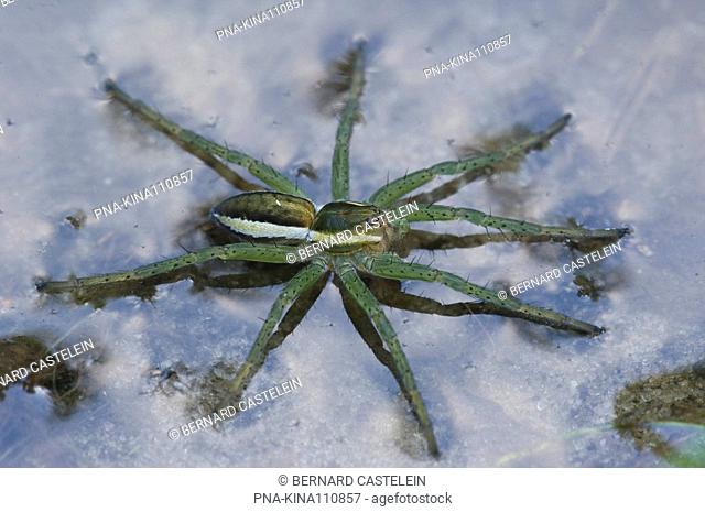 Raft spider Dolomedes fimbriatus - Wuustwezel, Antwerp, Flanders, Belgium, Europe