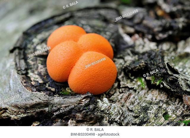 beechwoodwart (Hypoxylon fragiforme), fruiting bodies on dead wood, Germany