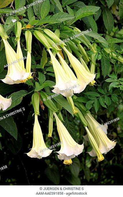 Angel's Trumpets blooming (Datura or Brugmansia) Florida, USA
