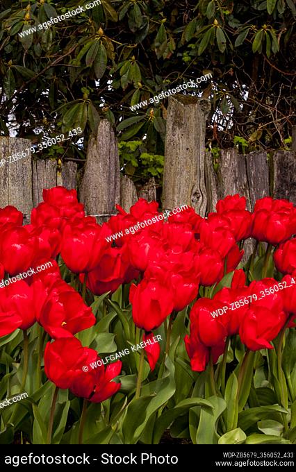 Red tulips in front of a wooden fence at the Roozengaarde Display Garden in the Skagit Valley near Mount Vernon, Washington State, USA
