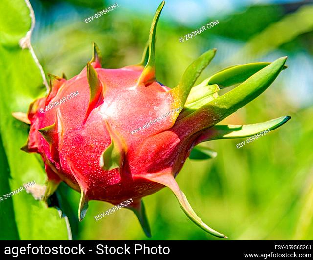Fresh juicy dragon fruit of red color on a green branch grows in the sun. farm plantation in vietnam