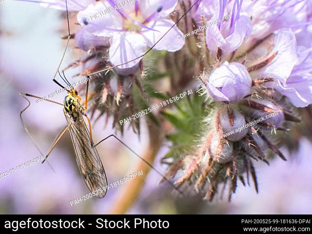 25 May 2020, Lower Saxony, Wunstorf: An insect sits on a flower strip at the edge of a field. The state government of Lower Saxony has reached an agreement with...