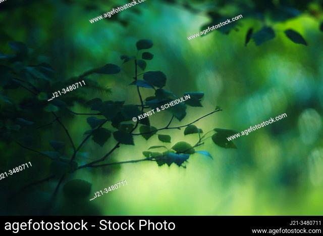 Soft green leaves are growing on delicate twigs in a summer forest. Västernorrland, Sweden, Europe