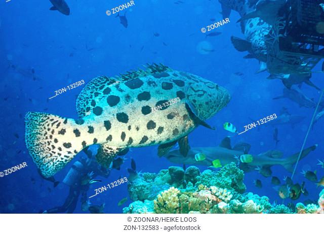 Riesenzackenbarsch, potato cod, australien, North Horn, Coral Sea