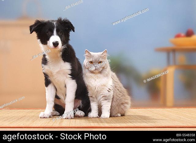Border collie, puppy, 13 weeks, and British longhair, lilac-white, British longhair cat, Highlander, Lowlander, Britanica, BLH