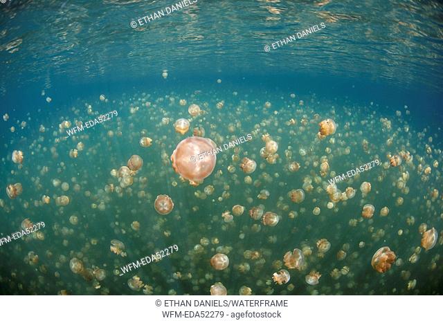 Mastigias Jellyfish in Jellyfish Lake, Mastigias papua etpisonii, Micronesia, Palau