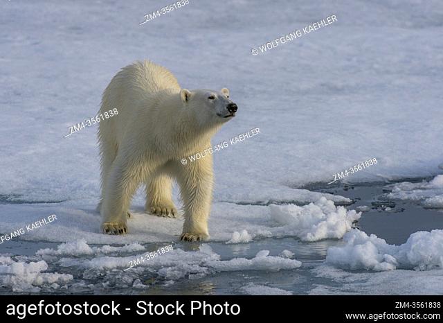 A polar bear (Ursus maritimus) on the pack ice north of Svalbard, Norway