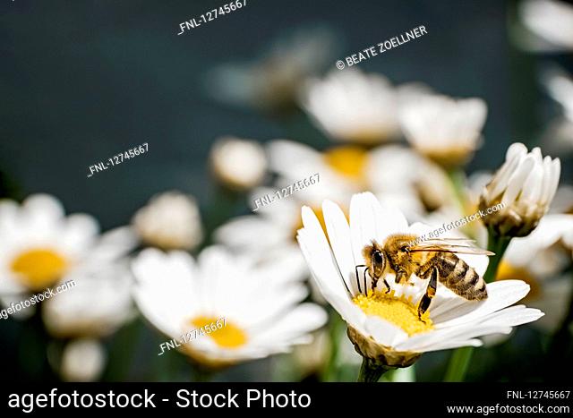 Bee pollinating an oxeye daisy, Schleswig-Holstein, Germany, Europe