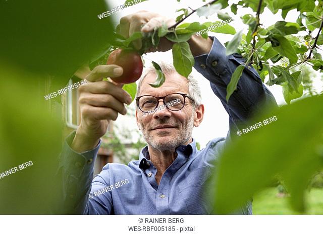 Smiling man picking apple from tree