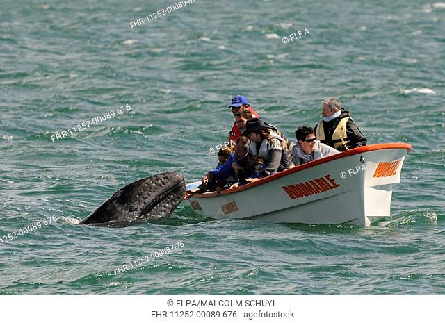 Grey Whale Eschrichtius robustus calf, investigating tourists in whalewatching boat, San Ignacio, Baja California, Mexico