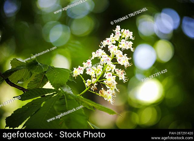 Blossoms on a chestnut tree. Stuttgart, May 13, 2022. - Stuttgart/Deutschland