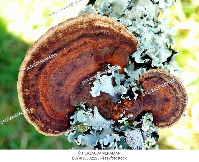 Oak Mazegill Fungus aka Daedalea quercina