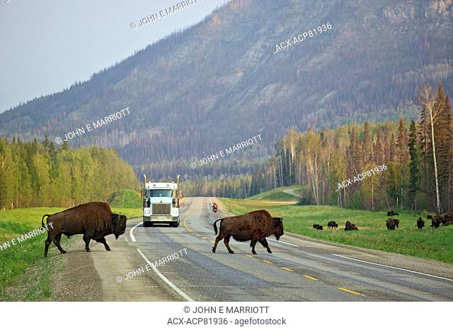 Wood bison, northern British Columbia, Canada
