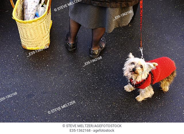 A dog wearing a sweater against the cold at a market