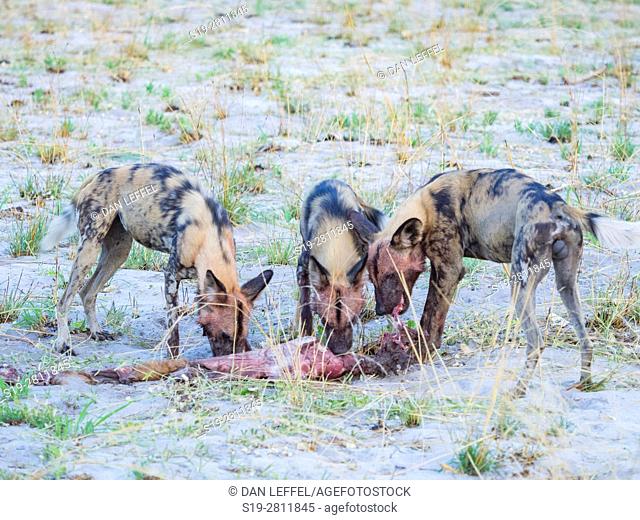 Botswana. Wild Dog
