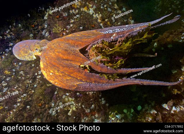 Common octopus (Octopus vulgaris) swimming and devouring Great spider crab (Maja squinado). Eastern Atlantic. Galicia. Spain. Europe