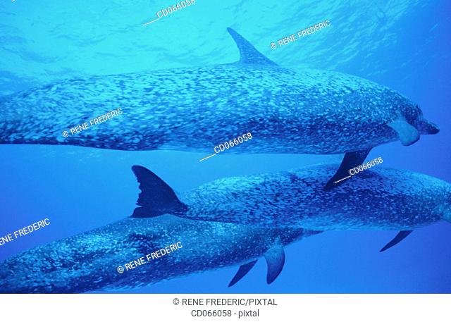 Spotted Dolphins (Stenella plagiodon). Bahamas
