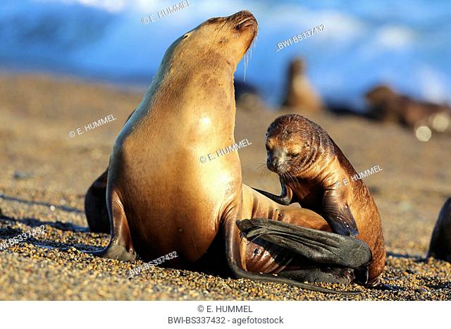Southern sea lion, South American sea lion, Patagonian sea lion (Otaria flavescens, Otaria byronia), mother and cub at the sand beach, Argentina, Patagonia