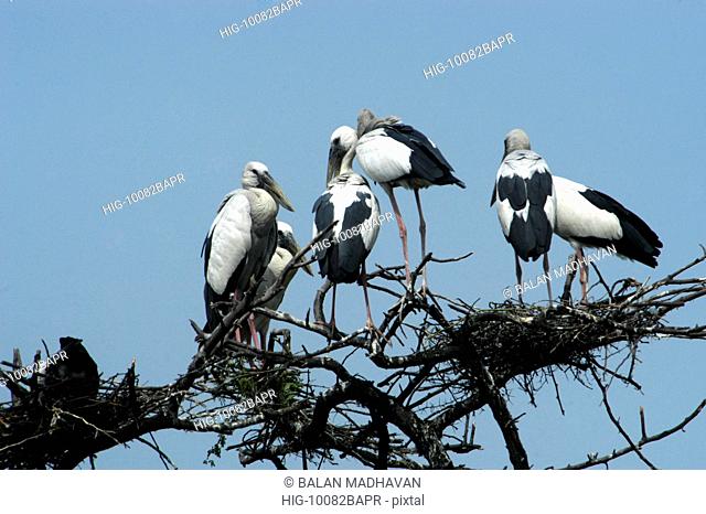 STORKS IN BHARATPUR BIRD SANCTUARY, RAJASTHAN, INDIA