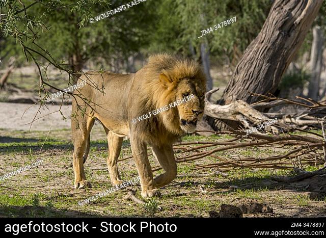 A male lion (Panthera leo) is controlling his territory in the Gomoti Plains area, a community run concession, on the edge of the Gomoti river system southeast...