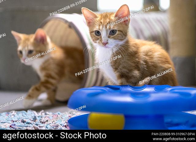05 August 2022, Berlin: Two young cats sit in their enclosure at the Mother and Child Cat Shelter in Berlin. Photo: Monika Skolimowska/dpa