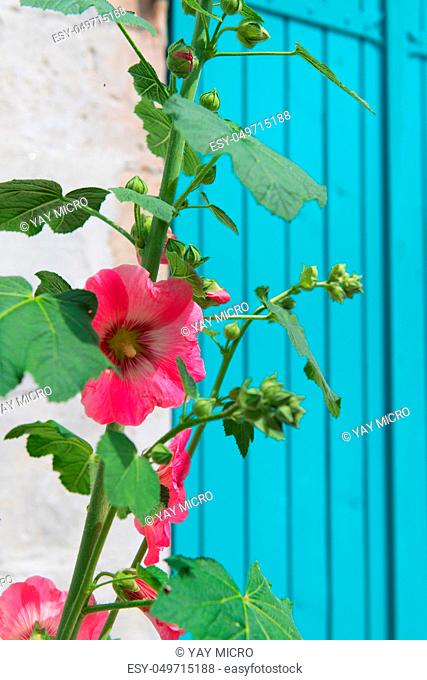 Pink Hollyhock in street with blue blinds