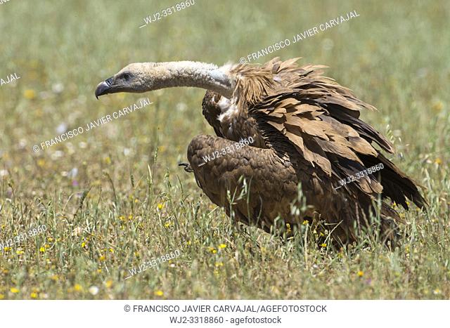 Griffon vulture (Gyps fulvus) in a meadow in Extremadura, Spain